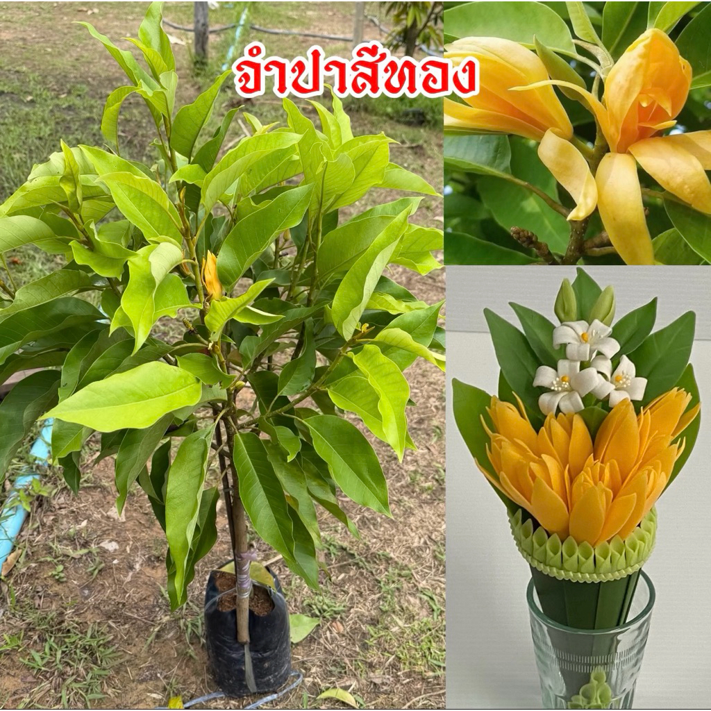 ต้นจำปาสีทอง (ทาบกิ่ง)