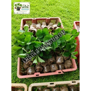 ต้นกล้าสตรอว์เบอร์รี่พันธุ์80/ชุด10ต้น🍓🍓🌱🌱พร้อมส่ง/10ต้นแถม1ทุกออเดอร์