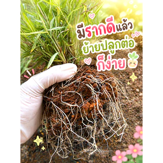 ต้นไผ่แมว ไผ่เงิน กระถางชำ 6"/8"/11" มีรากเดินดีแล้ว ปลูกต่อง่าย ไผ่เงิน หญ้าแมว Cat Grass