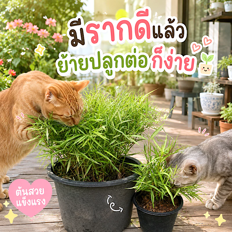 ต้นไผ่แมว ไผ่เงิน กระถางชำ 6"/8"/11" มีรากเดินดีแล้ว ปลูกต่อง่าย ไผ่เงิน หญ้าแมว Cat Grass