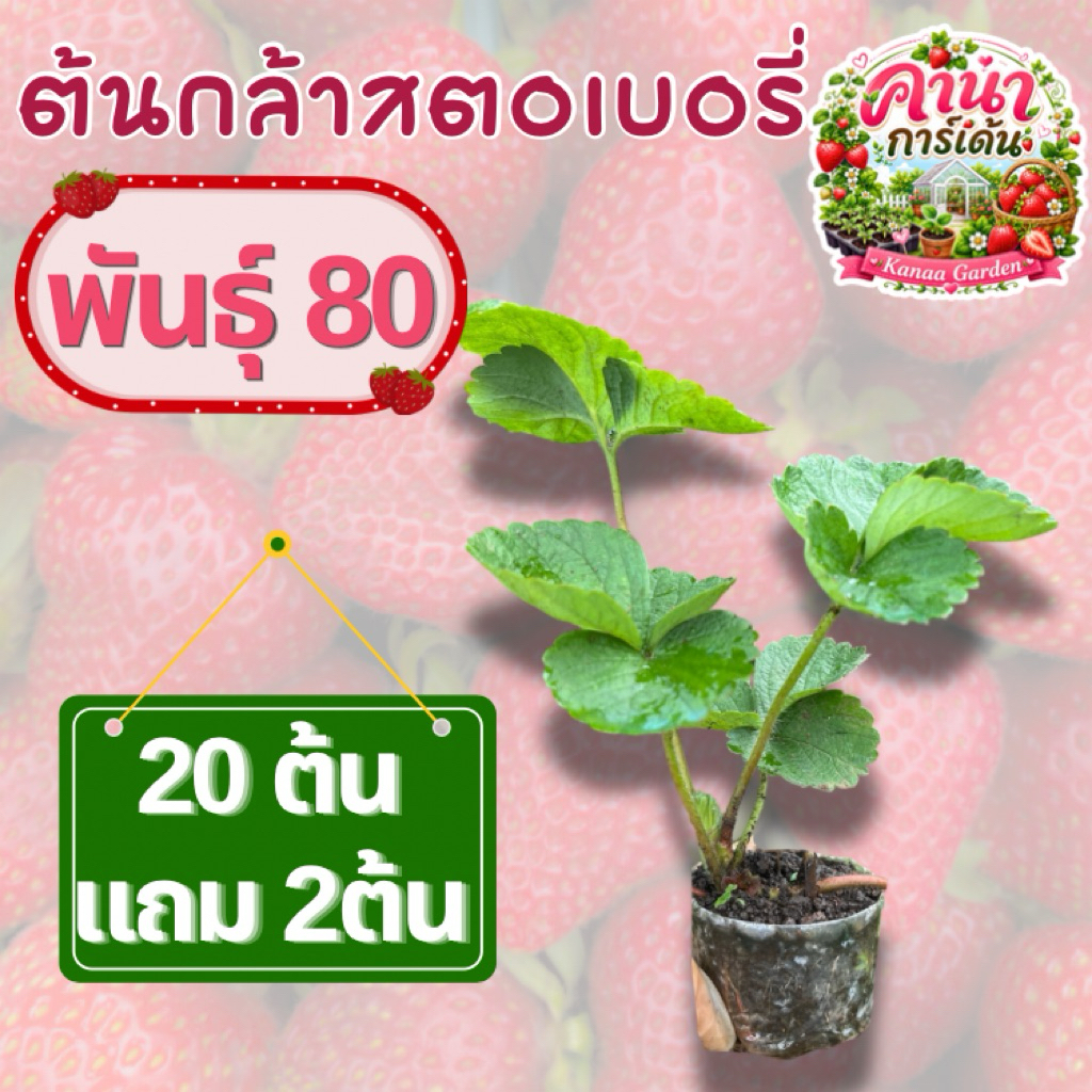 ต้นกล้าสตอเบอรี่พันธุ์ 80/ ชุด20ต้น แถม2ต้น