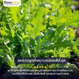 🛒Oishi-Fresh🥬ร๊อกเก็ต ปลอดสารพิษ 1 กก. รสชาติกรอบ สด ใหม่ ใยอาหารสูง หวานออร์แกนิค เคลมได้ 1-2 วัน