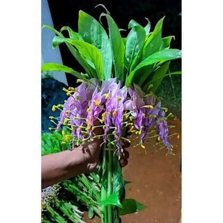 ดอกเข้าพรรรษา สีม่วง 5 เหง้า