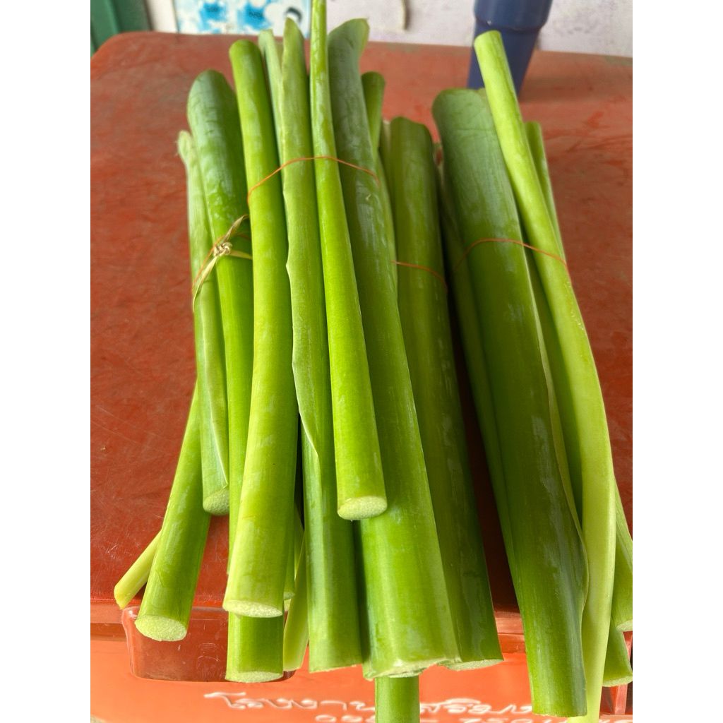 อ้อดิบ ก้านตูน ก้านทูน เก็บสดๆ ปลอดสารพิษ2กำมือ49บาท