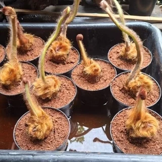 [พร้อมส่ง] ว่านลูกไก่ทอง ไม้มงคลเรียกทรัพย์ เสริมบารมี โชคลาภ ขนทองนุ่มฟู คละต้นสวย พร้อมกระถาง