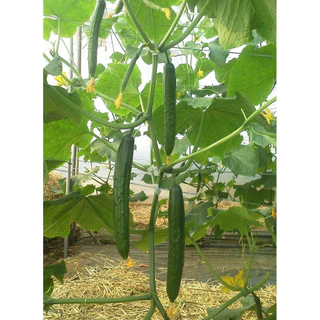 แตงกวาญี่ปุ่น 10 เมล็ด🥒 [10แถม2 คละได้]เมล็ดสมบูรณ์ อัตรางอกสูง