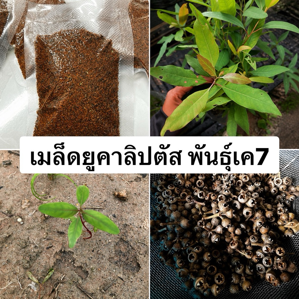 เมล็ดยูคาลิปตัส พันธุ์เค7 (K7) เก็บจากต้นแม่ อัตราการงอกดี เพาะง่าย ราคาถูก