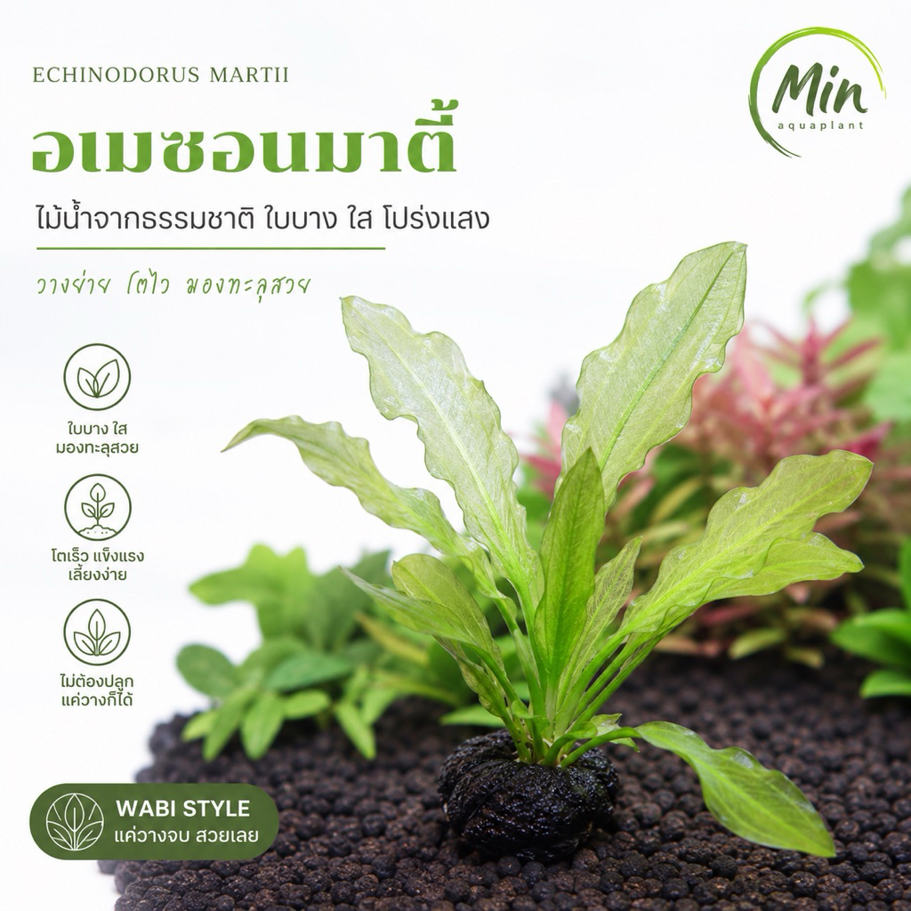 [MIN] Echinodorus martii (อเมซอนมาตี้) ใบใสๆเขียวอ่อนๆ เลี้ยงง่ายสไตล์low tech