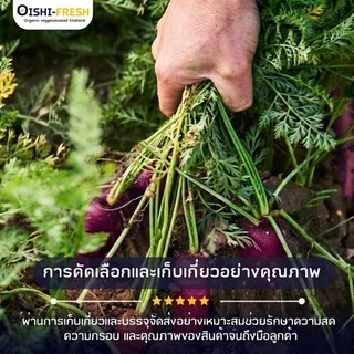 🛒Oishi-Fresh🥕เบบี้แครอท 3 สี ปลอดสารพิษ 1 กก. รสชาติกรอบ สด ใหม่ ใยอาหารสูง หวานออร์แกนิค ผัก เคลมได้ 1-2 วัน