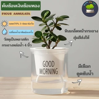 🌱ต้นไม้ฟอกอากาศ/ต้นไม้มงคล ต้นไม้ตั้งโต๊ะทำงาน (มีหลายชนิด) พร้อมกระถางรดน้ำอัตโนมัตGOODMORNING 4"นิ้ว ครบชุดพร้อมปลูก