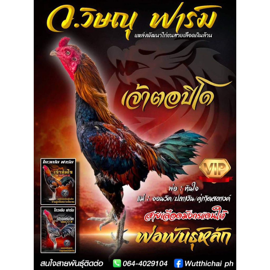 ไข่เชื้อไก่ชนสายโกวเซ้มฟาร์ม จ่ายลูกมีผลงานมากมาย