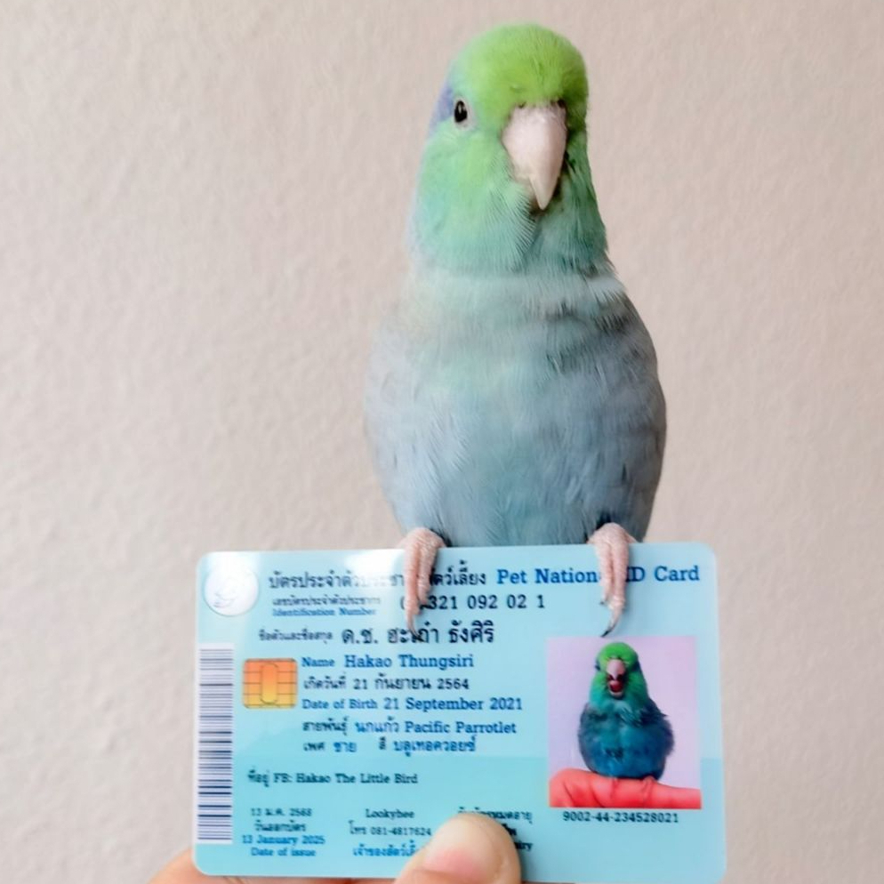 รับทำบัตรประชาชนสัตว์เลี้ยง แบบบัตรแข็งทำด้วย PVC แบบบัตรคนหรือATM สามารถทำให้น้องหมา แมว กระต่าย แฮมเตอร์ นก ทุกชนิด