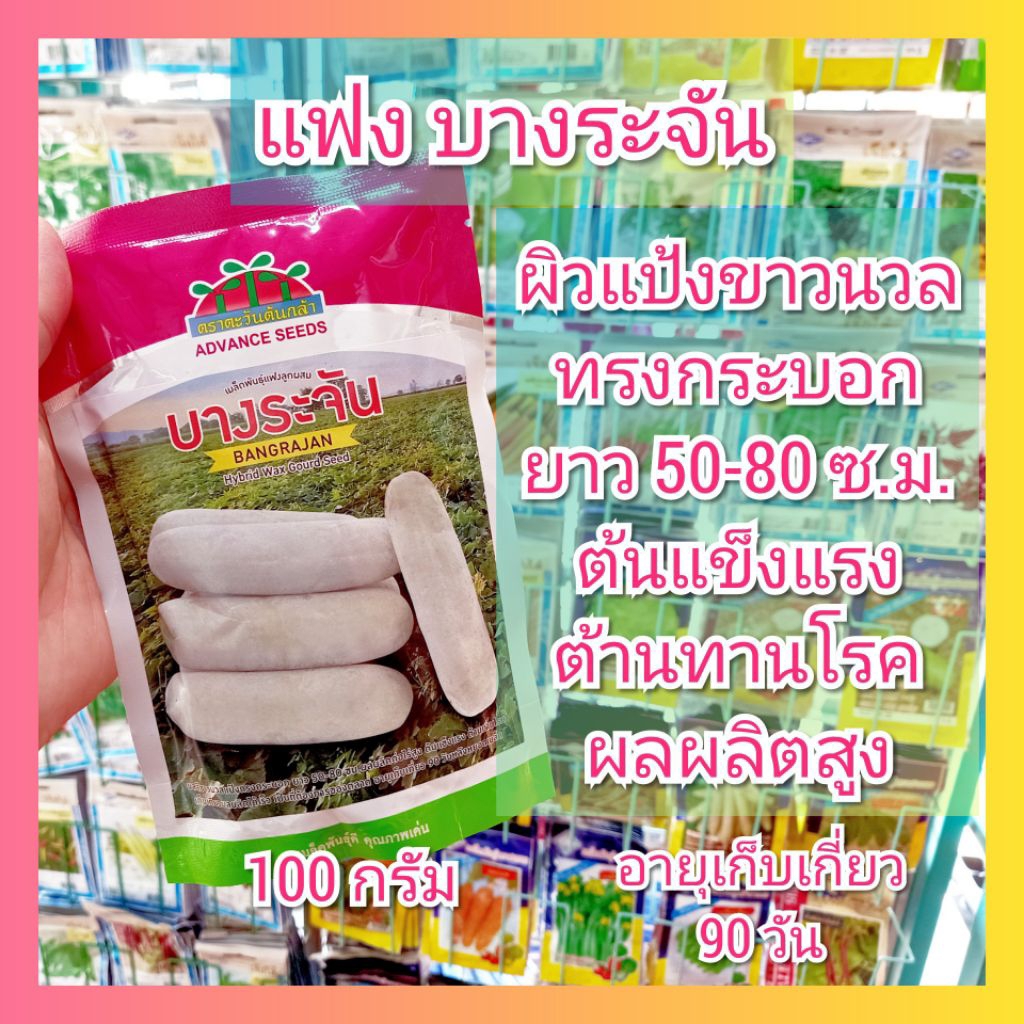 แฟงบางระจัน 100 ก. 3000 เมล็ด เมล็ดแฟง ฟัก แฟง บางระจัน ลูกใหญ่ ผิวแป้ง ทรงกระบอก ฟักขาว ฟักแก่