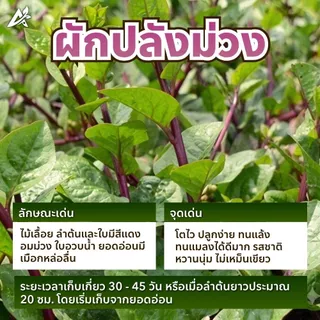 เมล็ดพันธุ์ ผักปลังญี่ปุ่น พันธุ์มุราซากิ บรรจุ50เมล็ด+/ซอง ปลูกง่าย งอกดี ยอดใหญ่ เมือกน้อย(เป็นที่นิยมมาก)