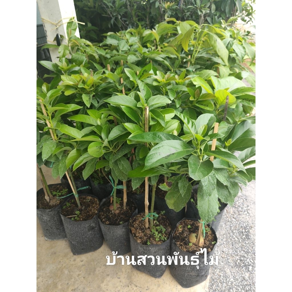 ต้นอะโวคาโดปีเตอร์สัน ต้นเสียบยอด60-70ซม.