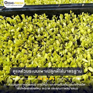 🛒Oishi-Fresh🥬ต้นทานตะวันอ่อน ปลอดสารพิษ 1 กล่อง 100 ก. รสชาติกรอบ สด ใหม่ ใยอาหารสูง หวานออร์แกนิค เคลมได้ 1-2 วัน