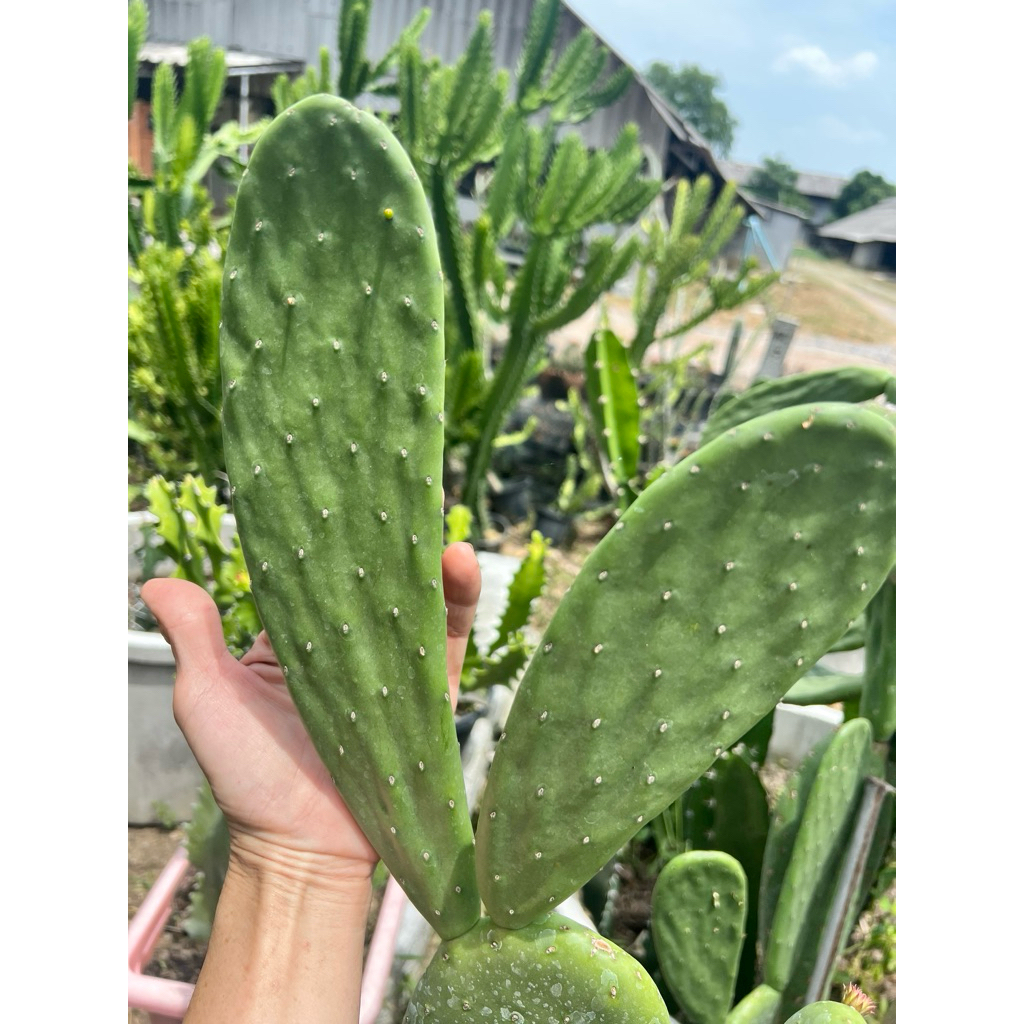 แพคตัดสดพิคัดอินดิก้าวาเดคูมานา(แพคอ่อน)