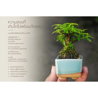 โมกเวียดนาม 🌸(Wrightia Vietnamensis)บอนไซจิ๋ว บอนไซแคระ ไม้ทำบอนไซกระถาง 3” mamebonsai