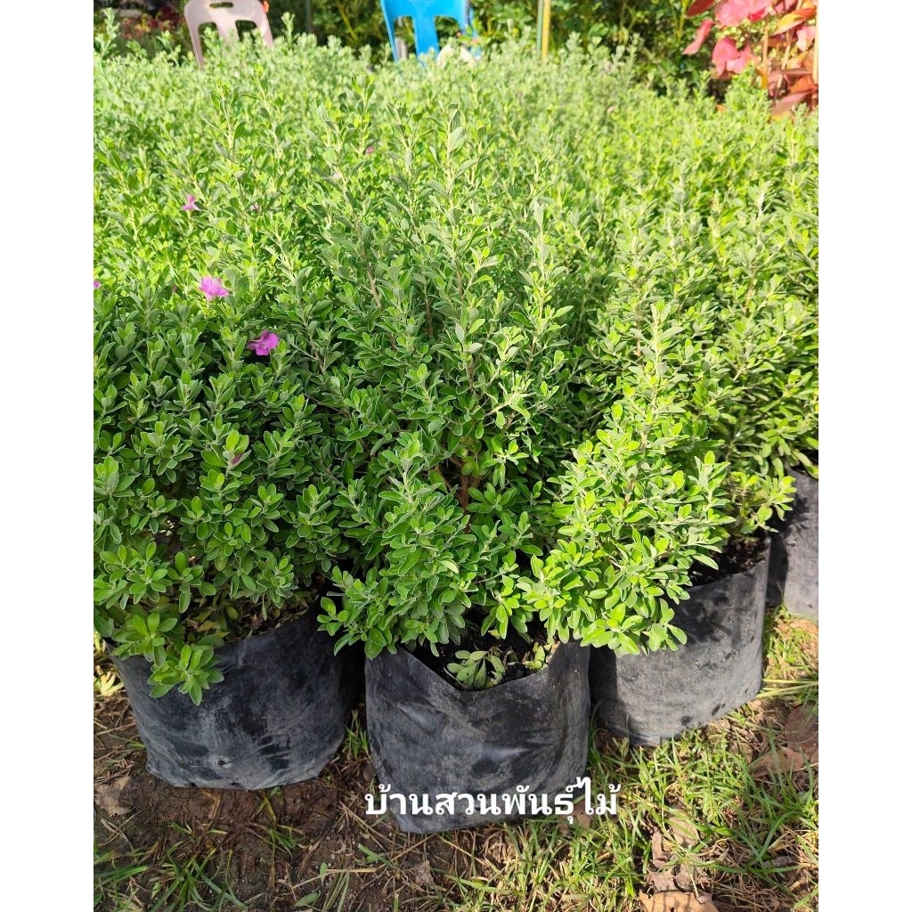 ต้นนีออนแคระ ใบเขียว ต้นสูง 50-70 ซม. แบบถุงใหญ่