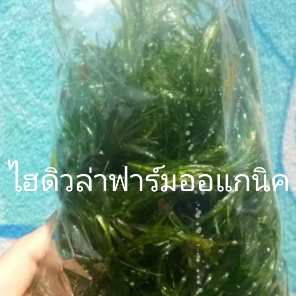สาหร่ายหางกระรอก ฉัตร พุงชะโด ดอกจอกกุหลาบ จอกรังผึ้ง จอกหูช้าง จอกแดงญี่ปุ่นฟาร์มออแกนิค