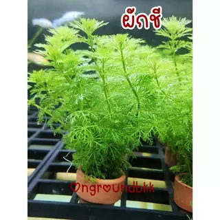 พร้อมส่ง ต้นไม้น้ำ สาหร่ายผักชี ต้นไม้น้ำให้ลูกปลาหลบซ่อน ต้นไม้ตกแต่งตู้ปลา