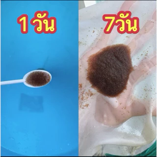 อาหารเลี้ยงไรแดงน้ำใส สูตรT10 ให้ผลผลิตเยอะ ดังมากใน ตต (tt) แลไม่ต้องเปลี่ยนน้ำบ่อย