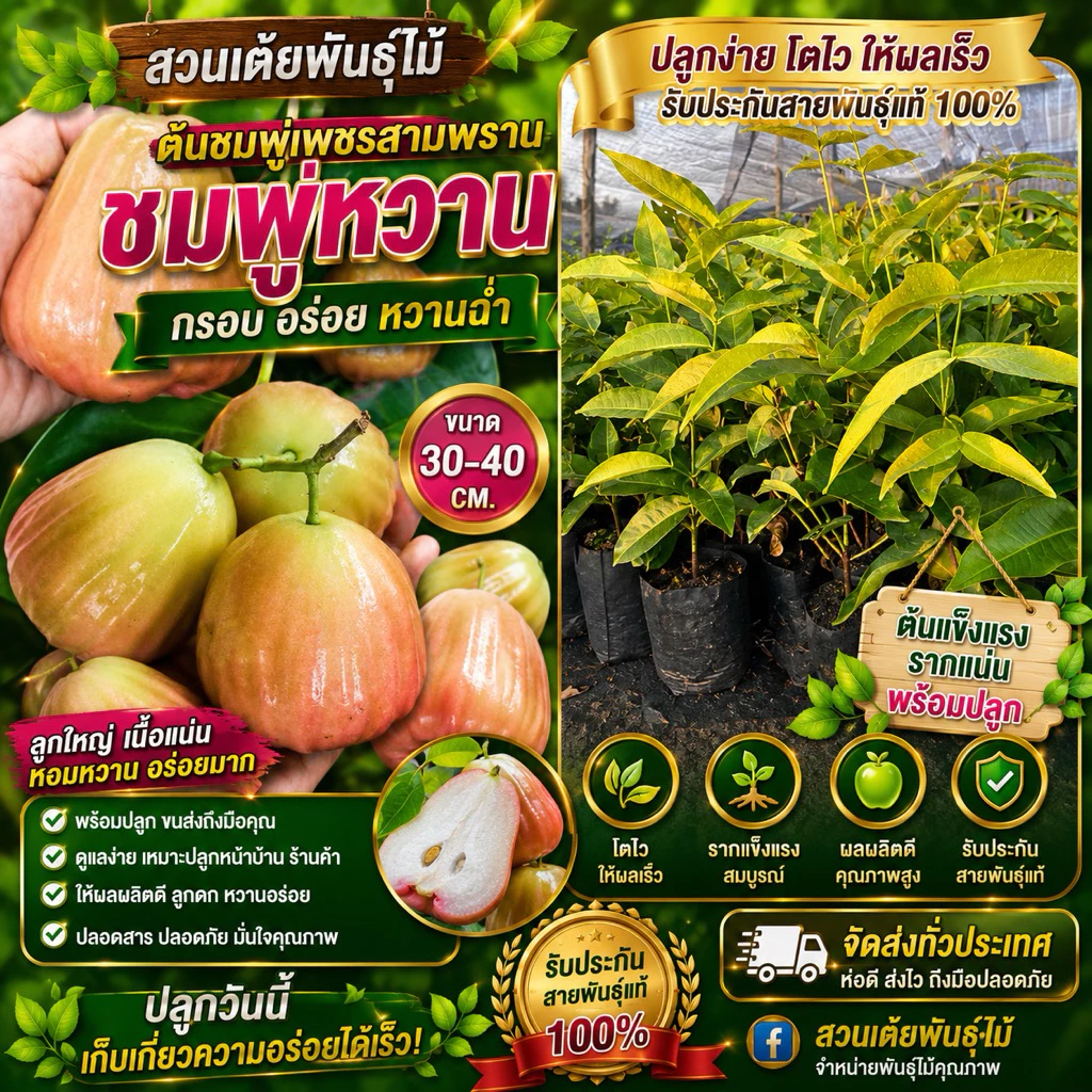 ต้นชมพู่เพชรสามพราน❗️มีขนาดให้เลือก2ขนาด❗️ พร้อมปลูกรสชาติหวานอร่อย