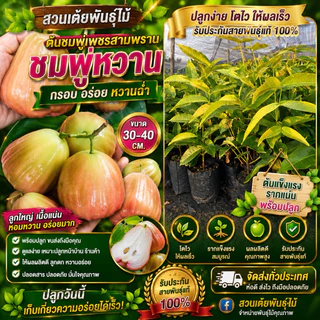 ต้นชมพู่เพชรสามพราน❗️มีขนาดให้เลือก2ขนาด❗️ พร้อมปลูกรสชาติหวานอร่อย
