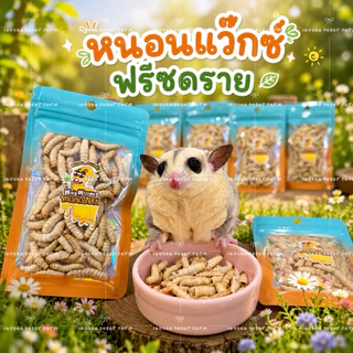 🥥🐛 ดวงสาคู หนอนแว๊กซ์ ด้วงมะพร้าว หนอนด้วง ฟรีซดราย ด้วงอบแห้ง สำหรับสัตว์เลี้ยง ชูการ์ กระรอก แฮมสเตอร์ บุชเบบี้