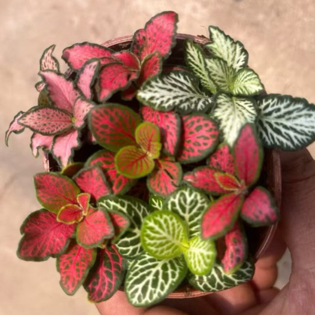 พรมออสเตรเลีย ผสมสีหลากหลาย (Fittonia albivenis)Nerve plantเป็นไม้คลุมดินขนาดเล็กที่โดดเด่นกระถาง3นิ