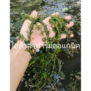 สาหร่ายหางกระรอกพุงชะโด&ฉัตร ฟาร์มออแกนิค 500กรัม คัดพิเศษต้นยาวๆ