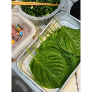 ใบงาเกาหลีสด 100 ใบ Korean Perilla Leaf ใบชิโสะโอบะขนาด XL