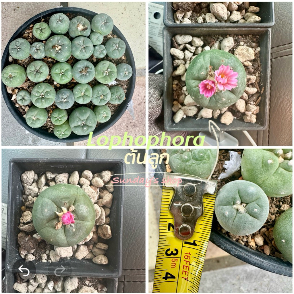 โลโฟโฟร่า Lophophora ต่อ1ต้น 1.5ซ.มขึ้นไป ต้นเล็ก ส่งถอดรากไม่ใส่กระถาง กระบองเพชร แคคตัส cactus โลโฟ