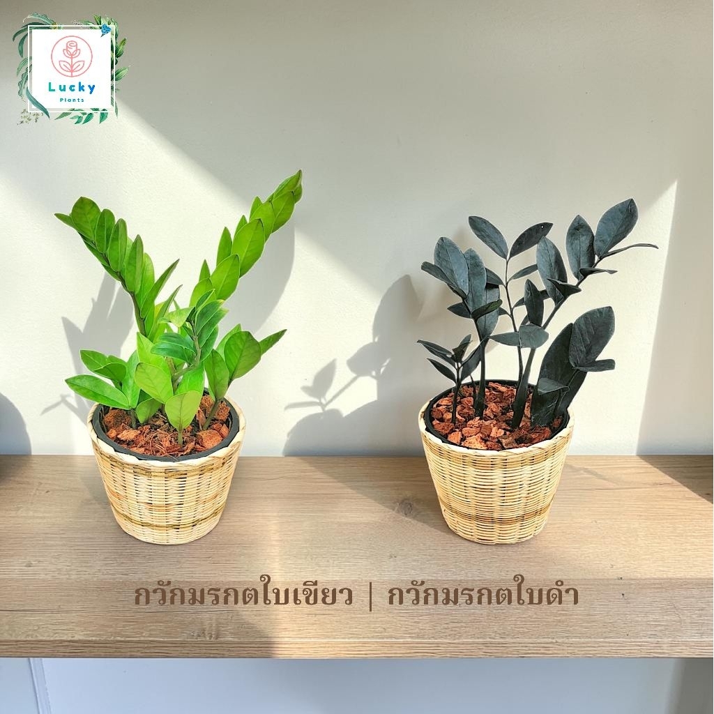 🎋กวักมรกตใบเขียว/ใบดำ ต้นไม้มงคล ช่วยฟอกอากาศ ดูดสารพิษ พร้อมกระถางสานไม้ไผ่ ขนาด 5 นิ้ว