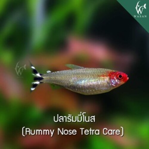 ปลารัมมี่โนส Rummy Nose Tetra Care(ไซส์ 2-3 cm)