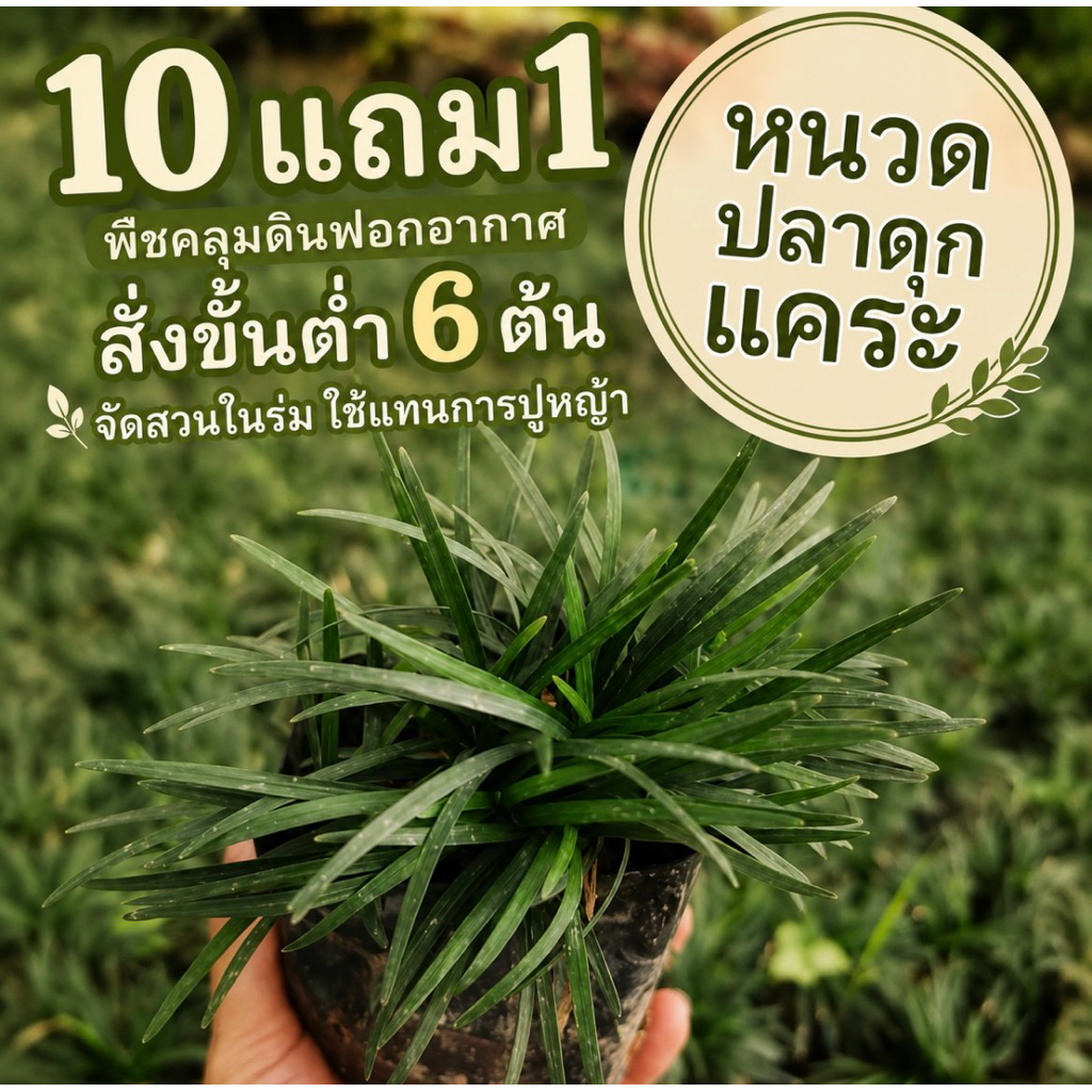 หญ้าหนวดปลาดุกแคระ​ จัดสวนในร่มทดแทนการปูหญ้า ไม้ประดับ​ สมุนไพร​ ต้นไม้ ฟอกอากาศ สวน จัดสวน แต่งบ้าน สวนตรัว