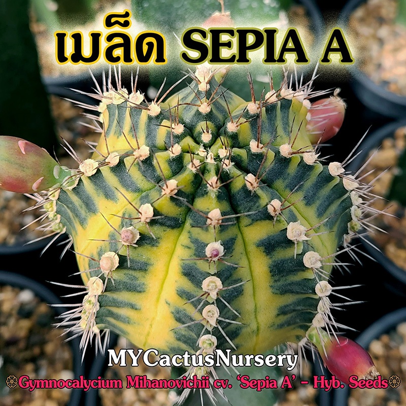 เมล็ดยิมโนซีเปีย เอ Gymnocalycium Sepia A Seeds เมล็ดยิมโนด่าง เมล็ด Gymno