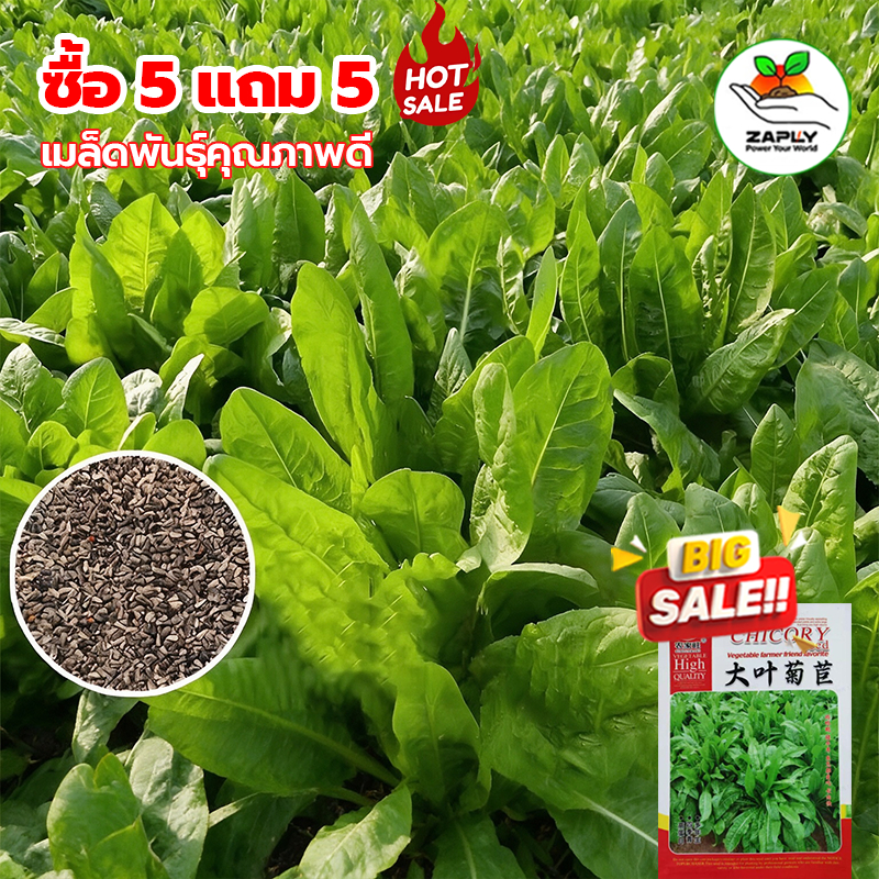 【ซื้อ 5 แถม 5 ฟร】เมล็ดชิโครี่ใบกว้าง 100 เมล็ด พันธุ์ยืนยาว ทนหนาว สามารถปลูกทานเป็นผักสลัด เหมาะปลูกในสวนครัว