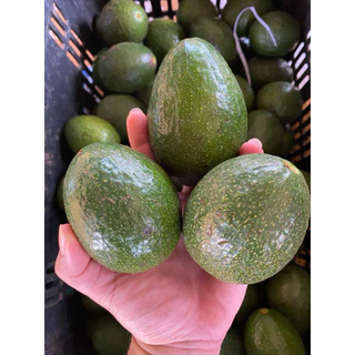 อะโวคาโดบัคคาเนียไข่ (บัคไข่) 1 กิโลกรัม 6-8 ลูก หนึบ มัน รสชาติหวานเล็กน้อย