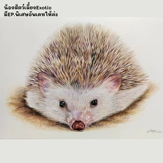 คอร์สออนไลน์วาดสัตว์เลี้ยงเหมือนจริงเทคนิคสีไม้