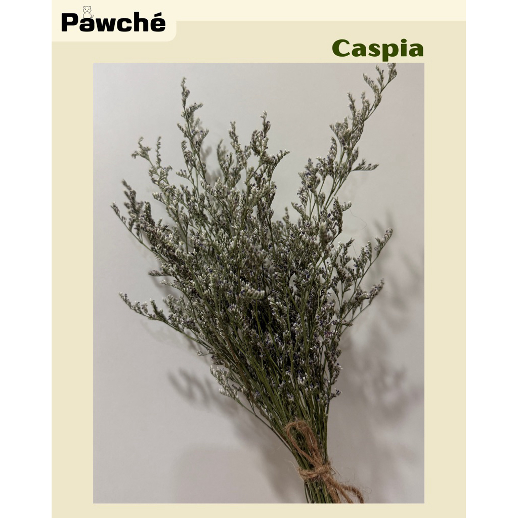 (Caspia by Pawché) แคสเปีย ตกแต่งกรงแฮมสเตอร์
