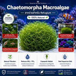 Chaetomorpha Macroalgae สาหร่ายคีโตมอร์ฟา สำหรับ Refugium | ช่วยดูดใช้ NO3 PO4 | เพิ่มพื้นที่อาศัย Copepods | ตู้ทะเล Re