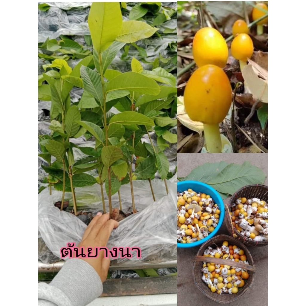 ต้นยางนา(ชุด 10 ต้น) ราดเชื้อเห็ด ถุงดำพร้อมปลูก