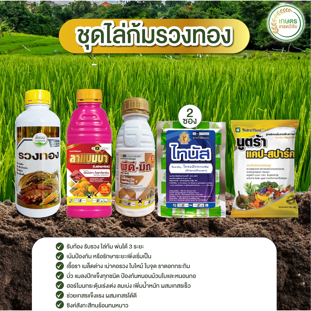 ไล่ก้มรวงทอง (1 ชุด 10ไร่) ครอบคลุมทุกอย่างในช่วง รับท้อง โผล่เผล่ และไล้ก้ม ล่มเบ่งเร่งเต่ง แมลง เชื้อราครบจบ
