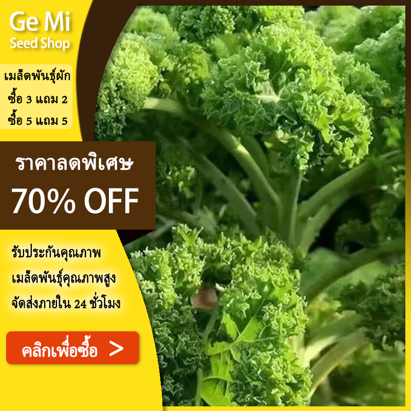 GEMI เมล็ดพันธุ์ ผักเคล Kale Seed หรือ ผักคะน้า ใบหยัก เคล / Siberian Kale ไซบีเรียน / Red Russian