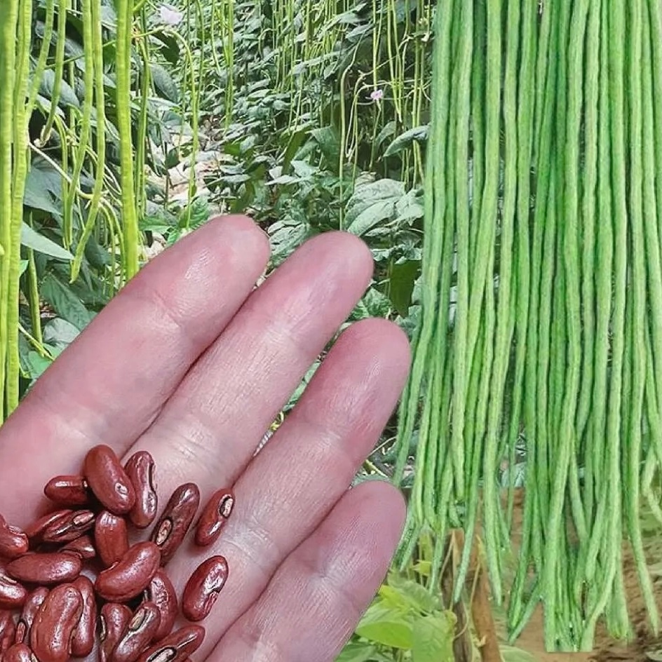 เมล็ด​พันธุ์​ ถั่วฝักยาวพันธุ์​เนื้อ​ ถั่วฝักยาว 30เมล็ด พร้อมส่งจากไทย