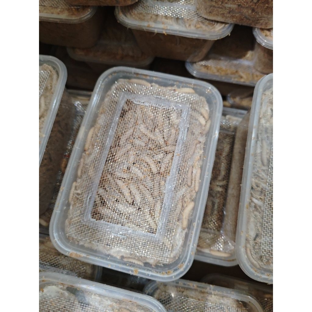 หนอนwax หนอนน้ำผึ่ง ขนาด1000ml