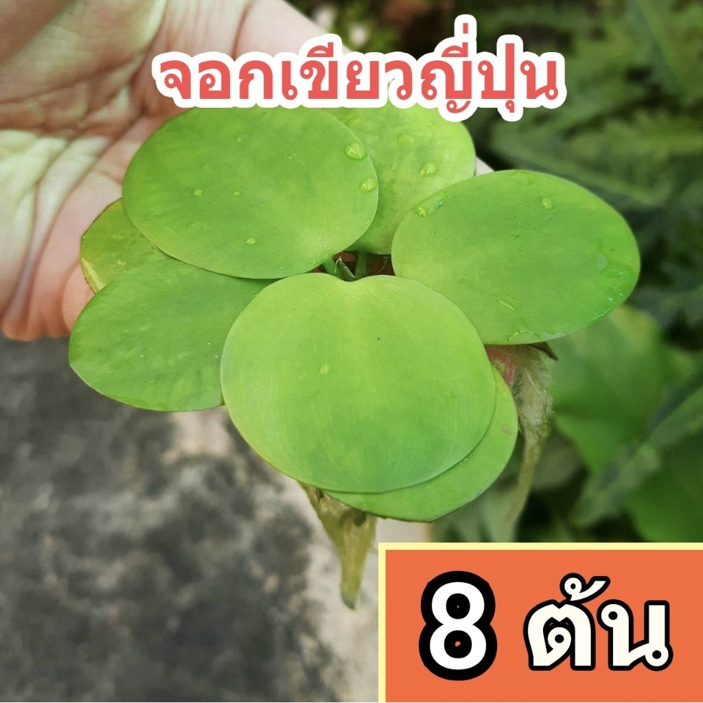 จอกเขียวญี่ปุ่น 8 ต้น ไม้น้ำตกแต่งอ่างปลา เลี้ยงง่าย