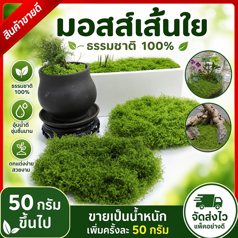 【สต็อกท้องถิ่น】มอสเทียม 50 กรัม - สำหรับตกแต่งจุลภูมิ DIY บอนไซ สวนหิน และฉากตกแต่ง
