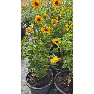 🌻 ทานตะวันญี่ปุ่น ซันเมซิ่ง (Sunmazing) 🌻ไม้ดอกพุ่มเตี้ยที่โดดเด่น กระถาง6นิ้ว